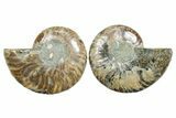 Cut & Polished Crystal-Filled Ammonite Fossil - Madagascar #354161-1